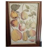 ML - Set of 3 Framed Botanical Prints with Wood Frames