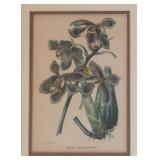 LR - "Houllletia Brocklehurstiana" Print by  S. Holden