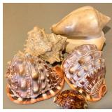 LL - Collection of 5 Natural Seashells, Largest 5.5 Inches