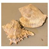LL - Collection of 5 Natural Seashells, Largest 5.5 Inches