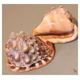 LL - Collection of 5 Natural Seashells, Largest 5.5 Inches