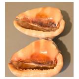 LL - Collection of 5 Natural Seashells, Largest 5.5 Inches
