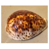 LL - Collection of 5 Natural Seashells, Largest 5.5 Inches