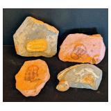 ML - Set of 4 Trilobite and Ammonite Fossils in Matrix