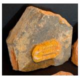 ML - Set of 4 Trilobite and Ammonite Fossils in Matrix