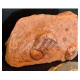 ML - Set of 4 Trilobite and Ammonite Fossils in Matrix