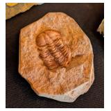 ML - Set of 4 Trilobite and Ammonite Fossils in Matrix