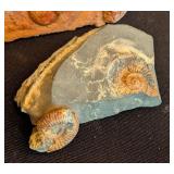 ML - Set of 4 Trilobite and Ammonite Fossils in Matrix