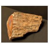 ML - Petrified Wood Specimen with Polished Face, 6 Inches