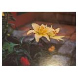 UL - Large Framed Photograph of Yellow Lilies 33.5 x 33.5 Inches