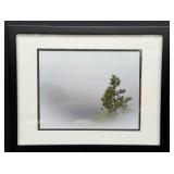 Framed Landscape Photograph with Fog and Pine Tree
