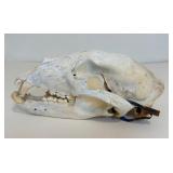 Complete and Tagged Bear Skull