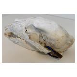 Complete and Tagged Bear Skull