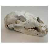 Complete and Tagged Bear Skull