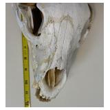 Complete and Tagged Bear Skull