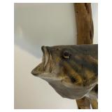 Taxidermy Mounted Trout and Bass