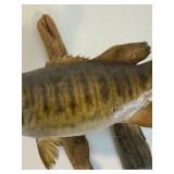 Taxidermy Mounted Trout and Bass
