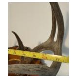 Antler Mount 2
