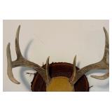 Antler mount 3