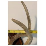 Antler mount 3