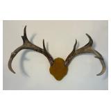 Antler Mount 4