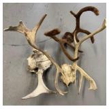 Lot of Animal Shed and Skull Cap