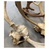 Lot of Animal Shed and Skull Cap