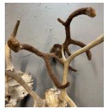 Lot of Animal Shed and Skull Cap