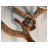 Lot of Animal Shed and Skull Cap