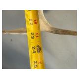 Lot of Animal Shed and Skull Cap