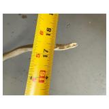 Lot of Animal Shed and Skull Cap