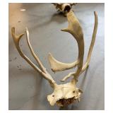 Lot of Animal Shed and Skull Cap