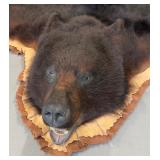 BEAUTIFUL!  5 1/2 foot Taxidermy Black Bear Rug