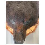 BEAUTIFUL!  5 1/2 foot Taxidermy Black Bear Rug