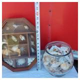 Unique Glass Vases, Shell Collection in Cabinet, Betta Double Tank, Glass Fish Bowl of Shells