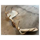 G - Large Set of Moose Antlers