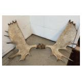 G - Large Set of Moose Antlers