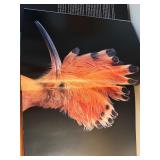 D - BIRDS by Tim Flach Photography Book