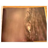 LLO - Brother Wolf and Chased by the Light by Jim Brandenburg - Set of 2 Hardcover Books