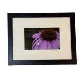 LL - Framed Photographic Print by David Mathew, Spider on Purple Flower