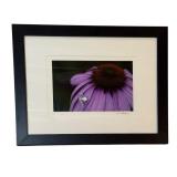 LL - Framed Photographic Print by David Mathew, Spider on Purple Flower