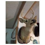 5pt Buck head mount