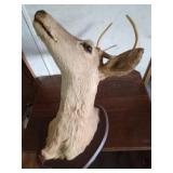 5pt Buck head mount