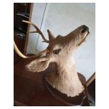 5pt Buck head mount