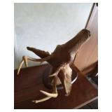 5pt Buck head mount