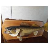 Walleye mount