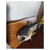 Walleye mount