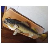 Walleye mount