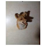 Red fox head mount