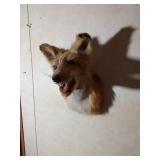 Red fox head mount